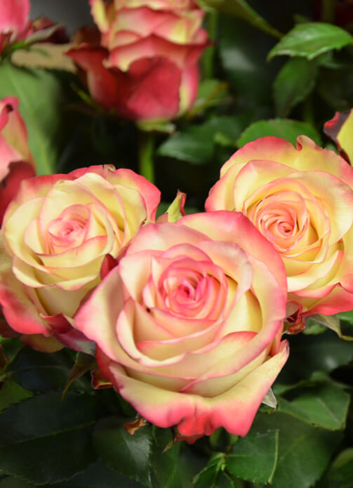 Blumendekoration aus Rosen