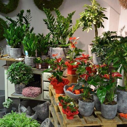 Blumen Süssenbach - Referenzen