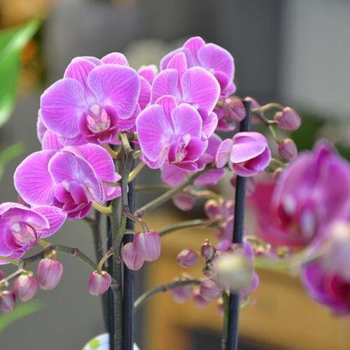 Blumen Süssenbach - Referenzen