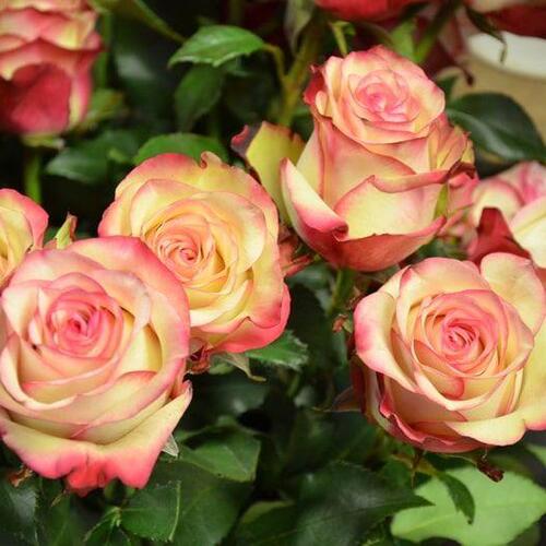 Blumen Süssenbach - Referenzen