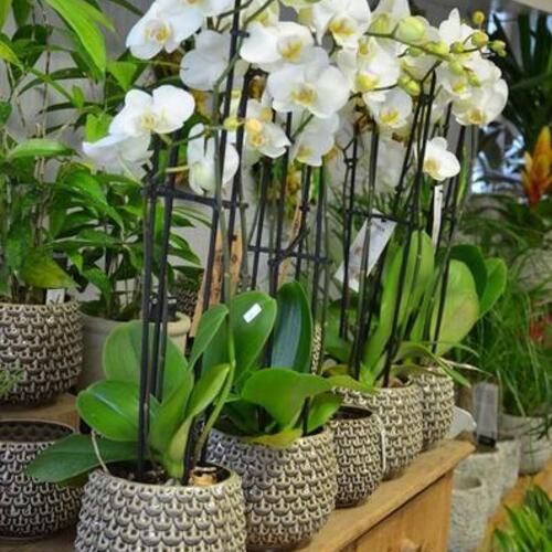 Blumen Süssenbach - Referenzen