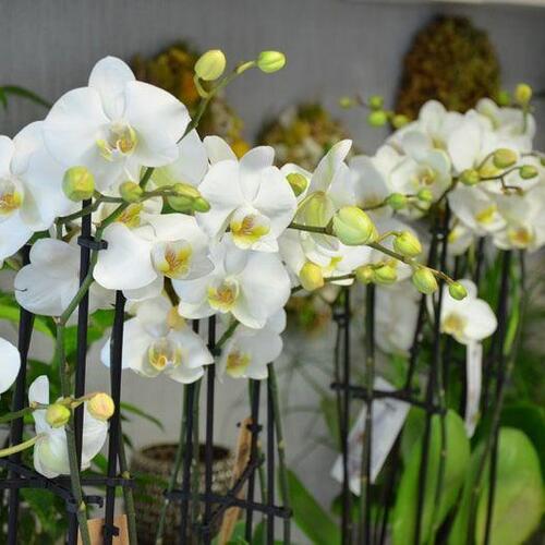 Blumen Süssenbach - Referenzen