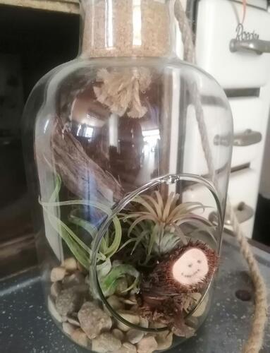 Glas mit Tillandsie