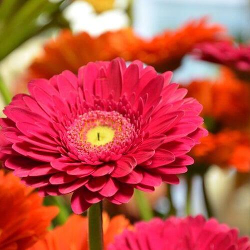 Blumen Süssenbach - Referenzen