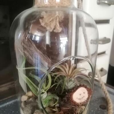 Glas mit Tillandsie